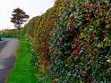 Knowes hedge